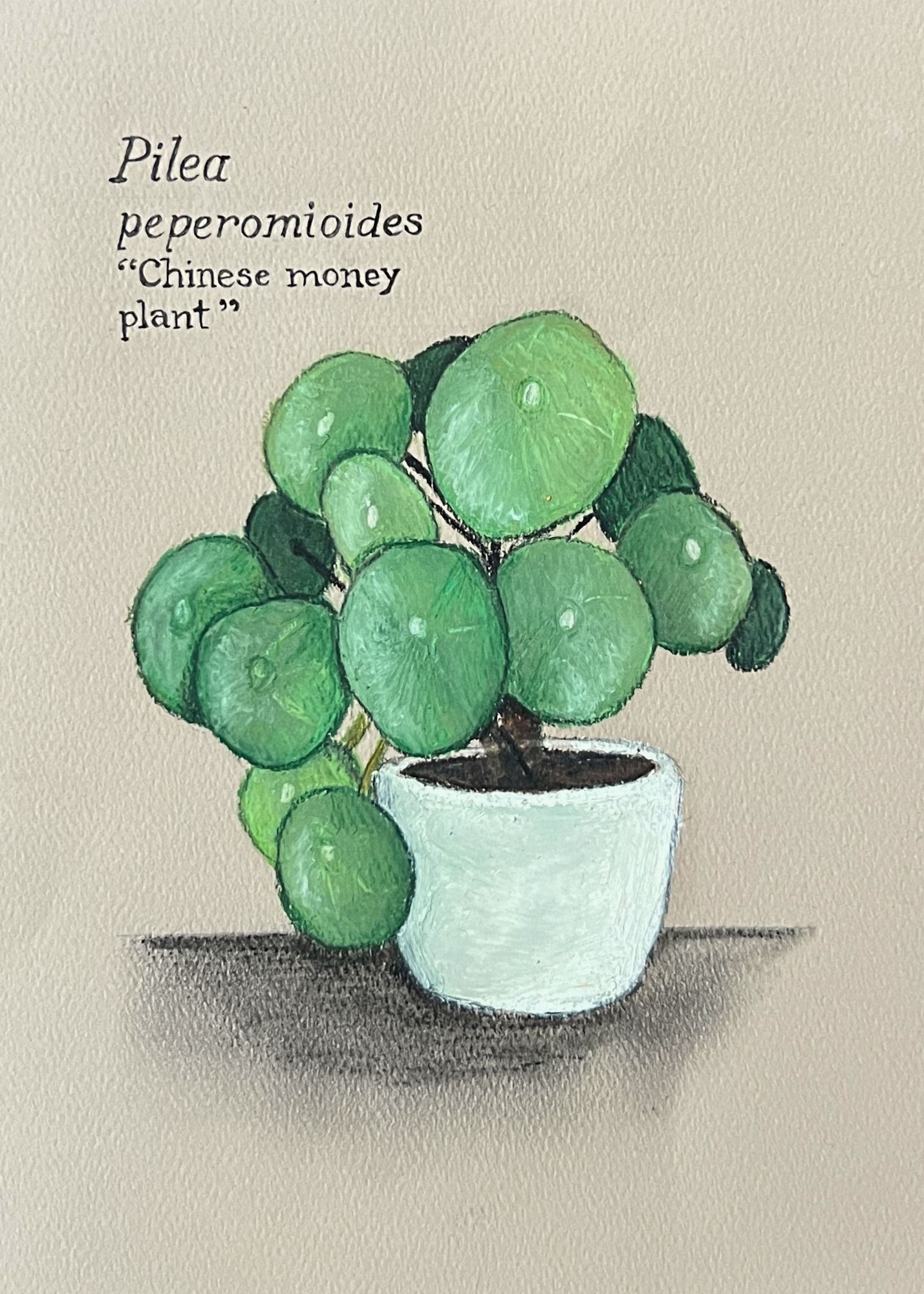 PILEA PEPEROMIODES