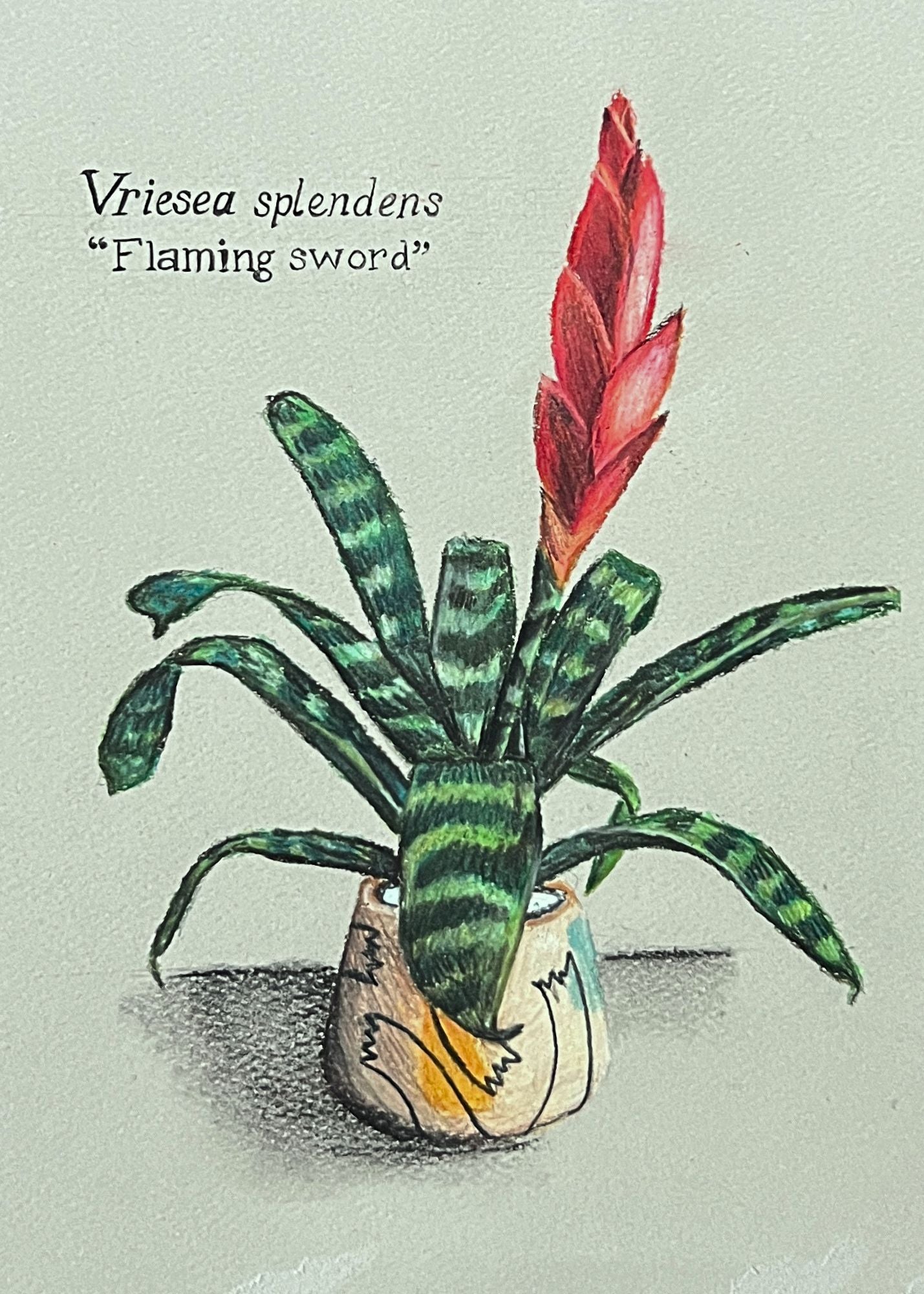 VRIESEA SPLENDENS