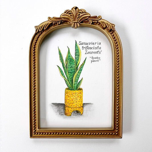 SANSEVIERIA LAURENTII: ORIGINAL OIL PASTEL