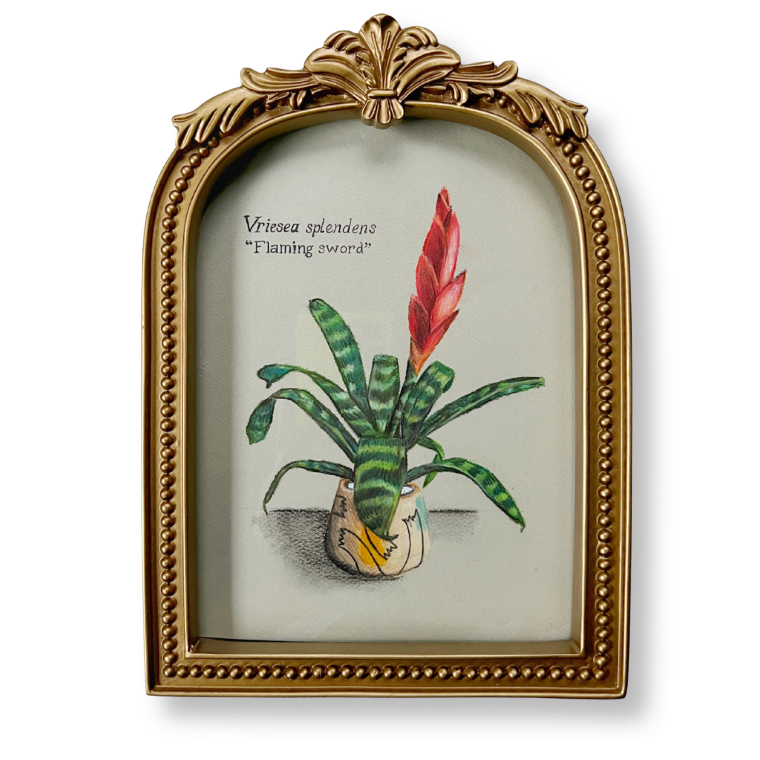 VRIESEA SPLENDENS | ORIGINAL OIL PASTEL