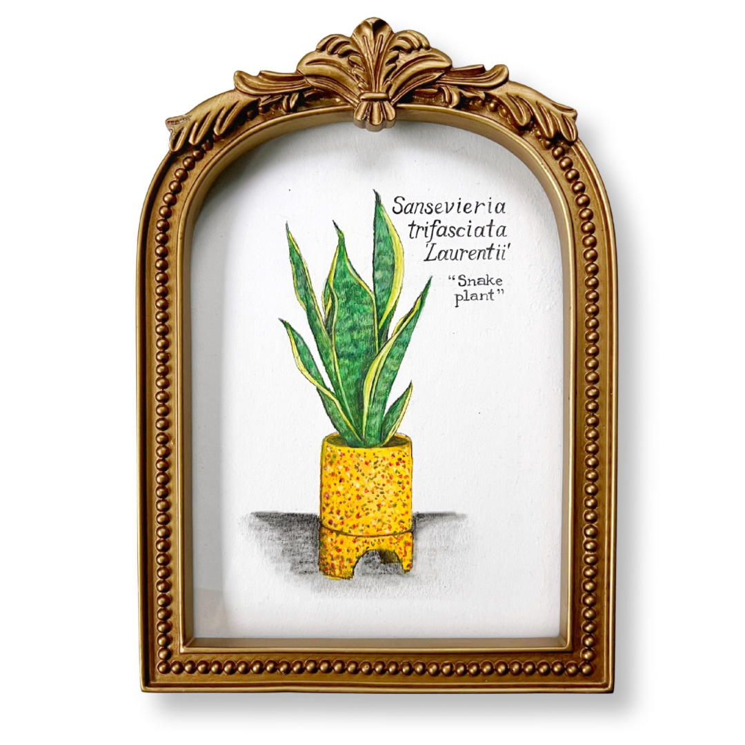 SANSEVIERIA LAURENTII | ORIGINAL OIL PASTEL