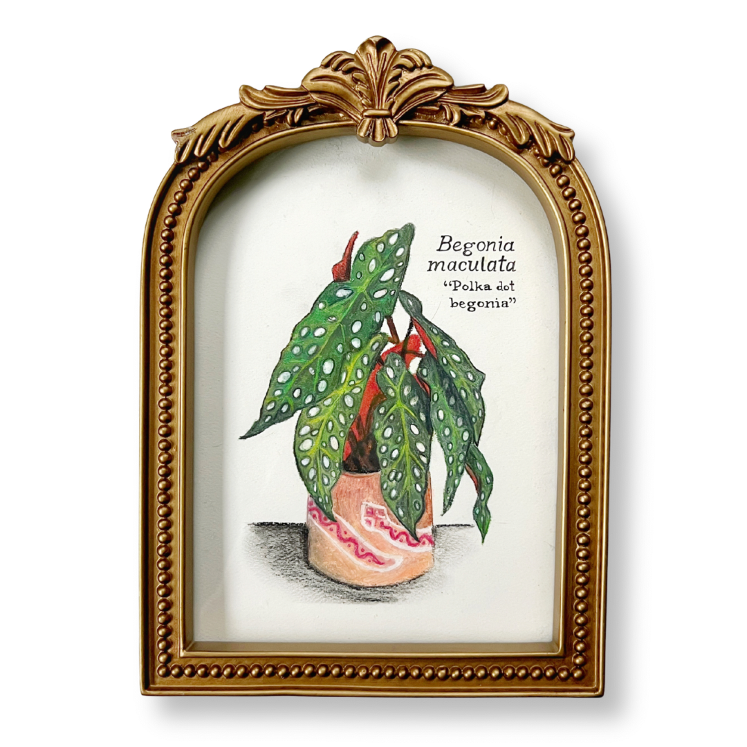 BEGONIA MACULATA | ORIGINAL OIL PASTEL