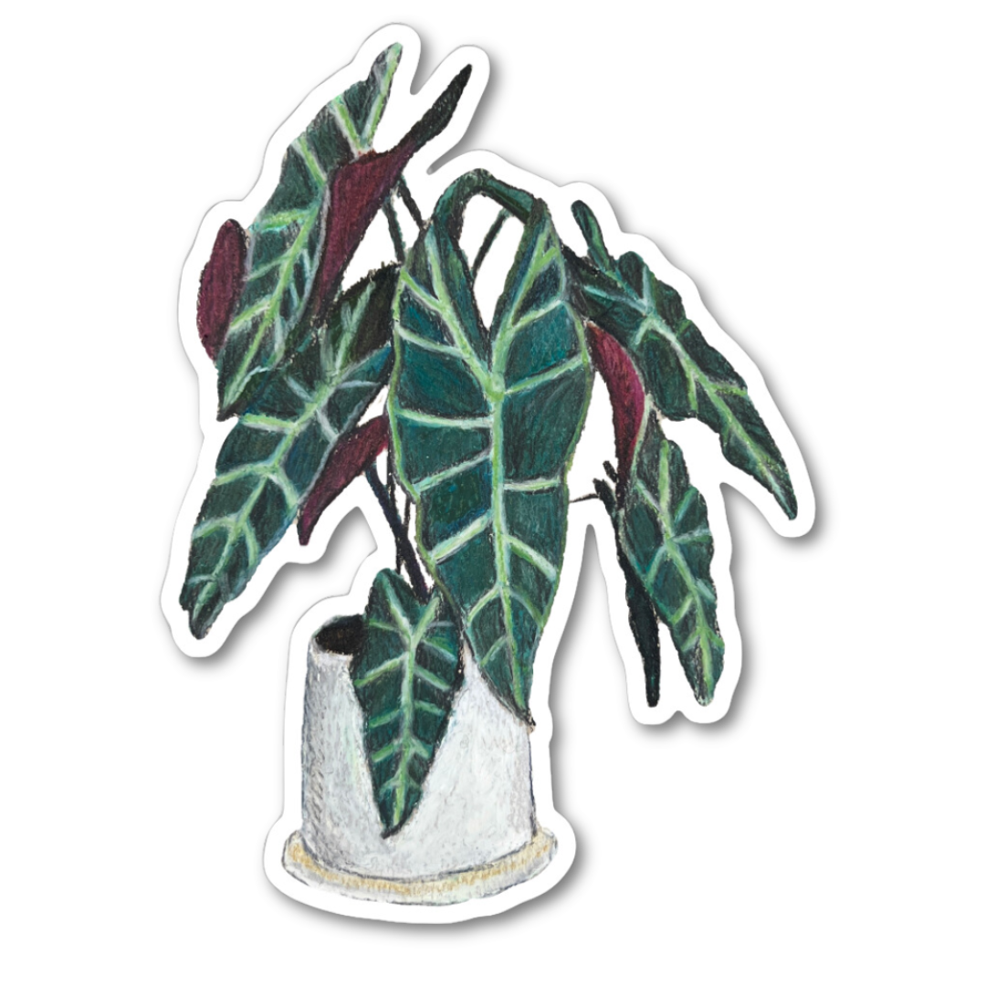 ALOCASIA STICKER