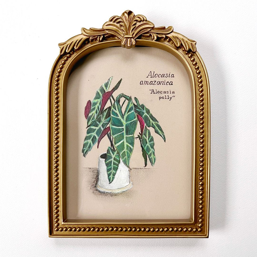 ALOCASIA POLLY