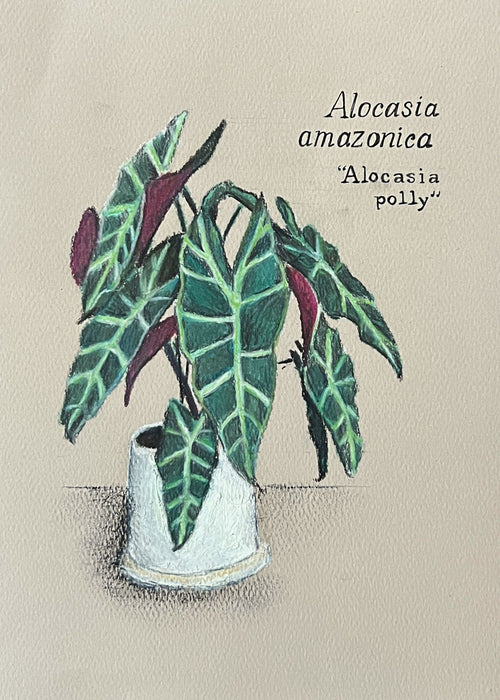 ALOCASIA POLLY