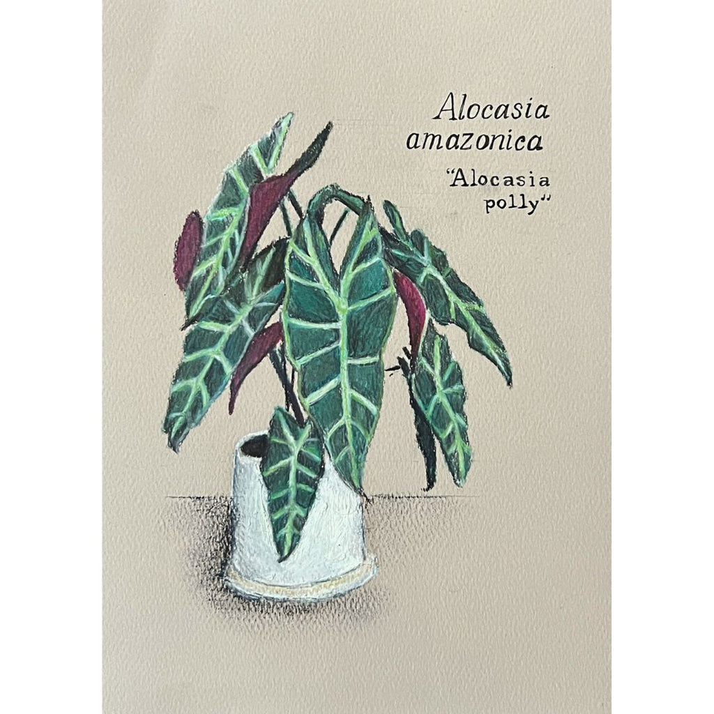 ALOCASIA POLLY