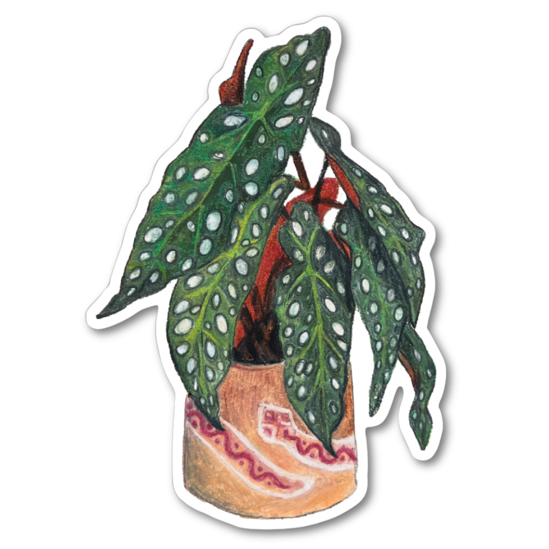 BEGONIA STICKER