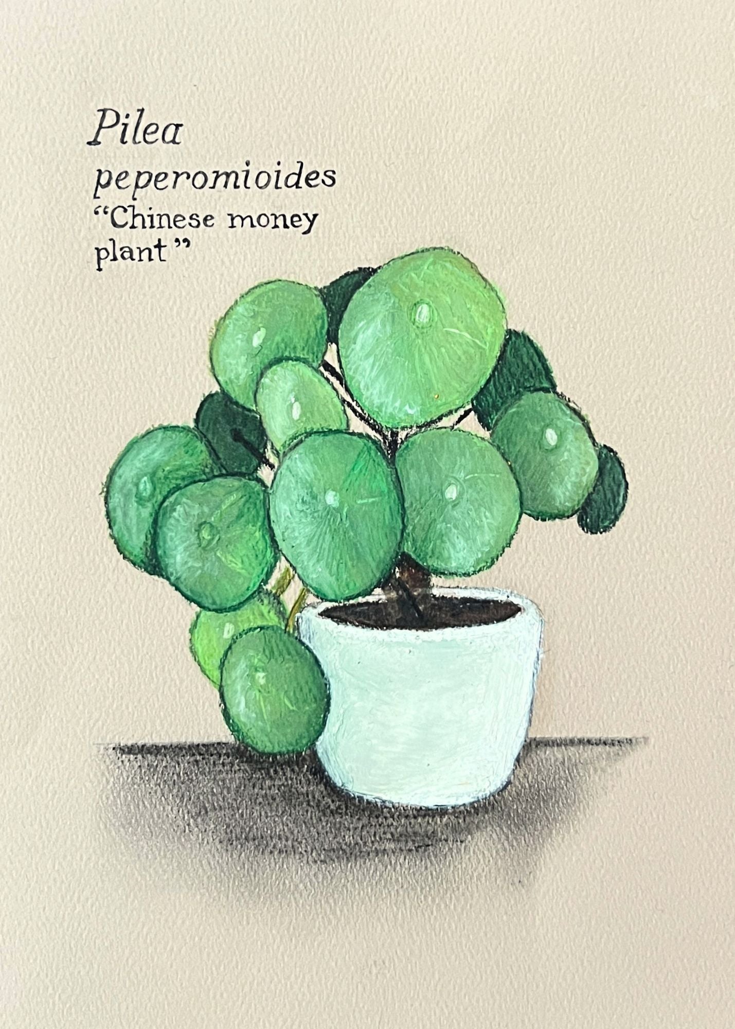 PILEA PEPEROMIOIDES