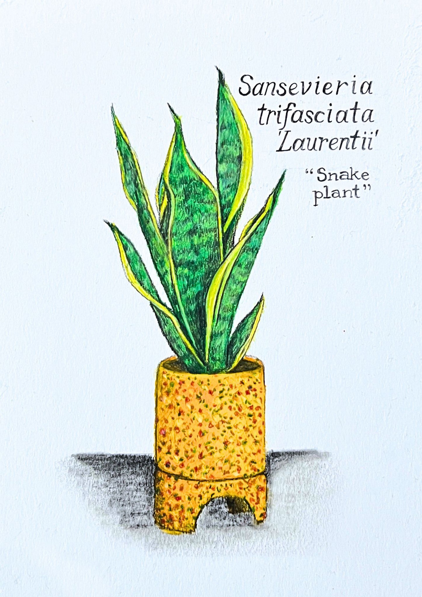 SANSEVIERIA LAURENTII