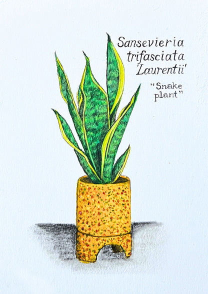 SANSEVIERIA LAURENTII