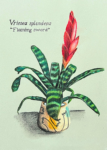 VRIESEA SPLENDENS